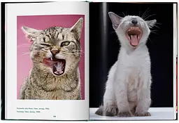Walter Chandoha. Cats. Photographs 1942-2018 - мініатюра 4