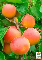 Саджанець Agro-Market Абрикос Кіото (літній сорт, середній термін дозрівання) 1 шт. в упаковці (39860) - мініатюра 4