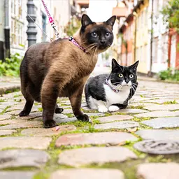 Набір для котів Шлея-повідець Max & Molly Harness Leopard Pink 1 розмір  - мініатюра 5