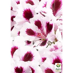 Саджанець Agro-Market Королівська Пеларгонія Aristo Purple Stripes (контейнер № 10 висота 10-20 см) (177144) 1 шт. в упаковці - мініатюра 2