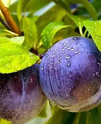 Саджанець Agro-Market Слива Блю Фрі (осінній сорт, пізній термін дозрівання) (15795) 1 шт. в упаковці - мініатюра 4