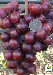 Саджанець Agro-Market Виноград Подарунок Родіонову (високі смакові якості з мускатним ароматом, ранньостиглий) (50842) 1 шт. в пакуванні - мініатюра 2