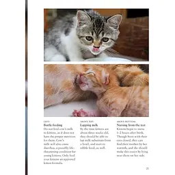 Kittens - Олдертон Девід - мініатюра 3