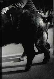 Daido Moriyama. The World through My Eyes - - мініатюра 4