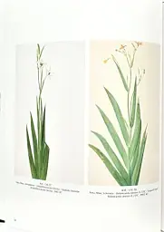 Flowers! In the Art of the 20th and 21st Centuries (Bilingual edition) - мініатюра 3
