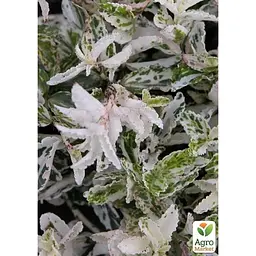 Саджанець Agro-Market Бересклет Форчуна Harlequin (156558) 1 шт. в упаковці - мініатюра 3