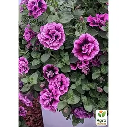 Саджанець Agro-Market Сурфінія Sugar Plum (контейнер №10, висота 10-15 см) (84767) 1 шт. - мініатюра 2
