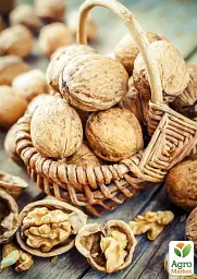 Саджанець Agro-Market Волоський горіх щеплений Chandler (селекція США середньостиглий термін дозрівання) 1 шт. в упаковці (42983) - мініатюра 4