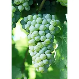 Саджанець Agro-Market Виноград Совіньон Блан (Sauvignon Blanc) (винний сорт, середній термін дозрівання) 1 шт. в упаковці (44318) - мініатюра 2