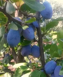 Саджанець Agro-Market Слива Венгерка (пізній термін дозрівання) (36759) 1 шт. в упаковці - мініатюра 3