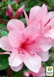 Саджанець Agro-Market Рододендрон кімнатний Rose (50776) - мініатюра 3