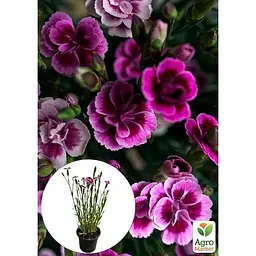 Саджанець Agro-Market Гвоздика Китайська карликова Pink Kisses (контейнер № 10 висота 10 см) (112677) 1 шт. в упаковці - мініатюра 3