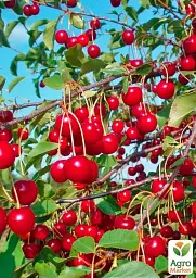 Саджанець Agro-Market Вишня Солідарність (літній сорт, середньостиглий термін дозрівання) 1 шт. в упаковці (177243) - мініатюра 2