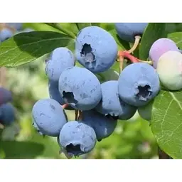 Саджанець Agro-Market Лохина (чорниця садова) Річка (середній термін дозрівання, один з найпопулярніших сортів) 1 шт. в упаковці (46160) - мініатюра 4