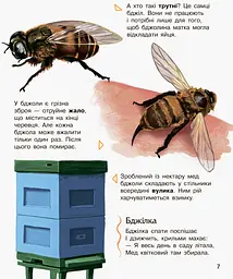 Енциклопедія дошкільника (нова) Видавництво Ранок Комахи - мініатюра 6