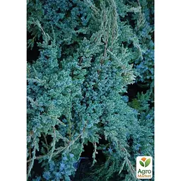 Саджанець Agro-Market Ялівець лускатий Blue Carpet С2, діаметр 20-30см (71818) - мініатюра 5