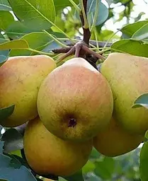 Саджанець Agro-Market Груша Осінь Буковини (осінній сорт, середній термін дозрівання) (35449) 1 шт. в упаковці - мініатюра 3