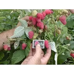 Саджанець Agro-Market Малинове дерево Атлант (один з найкращих сортів в світі!) 1 шт. в упаковці (46065) - мініатюра 3