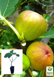 Саджанець Agro-Market Інжир Кордеро золотистий 2 річний (ремонтантний, ранній сорт) 1 шт. в упаковці (52636) - мініатюра 3