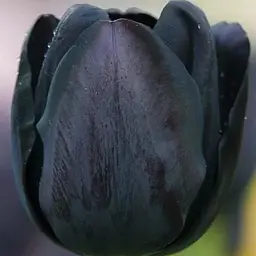 Тюльпан "Black Bean" (61550) 3 шт