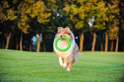 Кільце PitchDog (4823089302423)