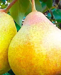 Саджанець Agro-Market Груша Бере Київська (зимовий сорт, пізній термін дозрівання) (16180) 1 шт. в упаковці - мініатюра 2