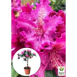 Саджанець Agro-Market Рододендрон на штамбі квітучий 3-х річний Pink Lace (40-60 см) (53383) из Нидерландов 1 шт. в упаковці - мініатюра 2