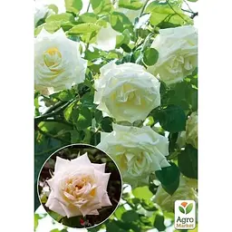 Саджанець Agro-Market Троянда плетиста Lemon Pillar (17371) 1 шт. - мініатюра 2