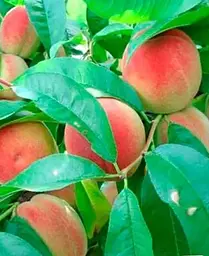 Саджанець Agro-Market Персик Ерлі ред (літній сорт, ранній термін дозрівання) (35992) 1 шт. в упаковці - мініатюра 3