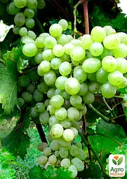 Саджанець Agro-Market Виноград Афродіта (кишмиш, середньо-ранній термін дозрівання, солодкий) 1 шт. в пакуванні (48706) - мініатюра 2