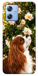 TPU чохол Demsky Flower spaniel для Motorola Moto G84