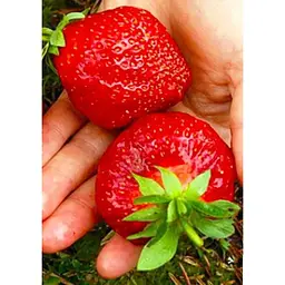 Саджанець Agro-Market Полуниця Гігант джорнея 5шт (середньо-ранній термін дозрівання, високоврожайний сорт) (37309) - мініатюра 9