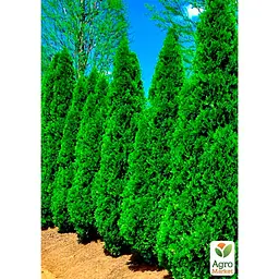 Саджанець Agro-Market Туя західна Смарагд (Smaragd) горщик P9 (38188) - мініатюра 2
