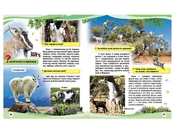 Книга Свійські тварини та їх дикі родичі, Пегас (укр.) - мініатюра 2