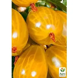 Саджанець Agro-Market Аґрус на штамбі Yellow ball вазон С2 (184312) 1 шт. - мініатюра 3