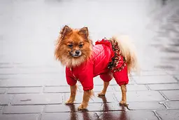 Комбінезон Smart Pet Glamour - мініатюра 3