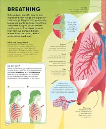 Active Learning. Human Body - мініатюра 5