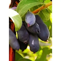 Саджанець Agro-Market Жимолость Дочка Велетня (середній термін дозрівання, ягоди не осипаються) 1 шт. в упаковці (43968) - мініатюра 4