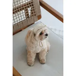 Кепка Pet Fashion Glamor для собак ХL - мініатюра 5