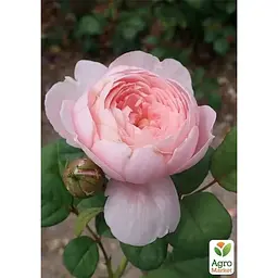 Троянда англійська Agro-Market Queen of Sweden саджанець класу АА+ вищий сорт 1 шт. в упаковці (181452) - мініатюра 2