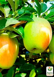 Саджанець Agro-Market Яблуня Сінап Алма-Атинській (зимовий сорт, пізній термін дозрівання) 1 шт. в упаковці (23465) - мініатюра 2