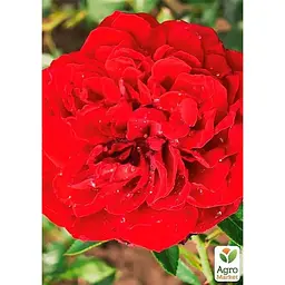 Троянда плетиста Agro-Market Бельканто саджанець класу АА+ вищий сорт 1 шт. в упаковці (178154) - мініатюра 3