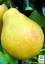 Груша Agro-Market "Бере Київська" вкоренена в контейнері (саджанець 2 роки) (153286) 1 саджанець в упаковці - мініатюра 3
