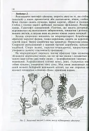 Лабораторні заняття з систематики рослин - мініатюра 12