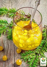 Саджанець Agro-Market Калина Жовта 1 шт. в пакуванні (24251) - мініатюра 2