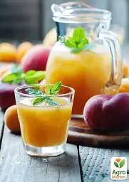Саджанець Agro-Market Інжирний персик Сатурн (літній сорт, середній термін дозрівання) 1 шт. в упаковці (25783) - мініатюра 4