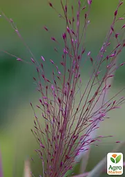 Ерагростіс рожевий "Purple Love" (183799) 1 саджанець - мініатюра 2
