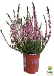 Саджанець Agro-Market Верес звичайний Meike (44263) - мініатюра 2