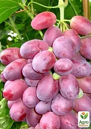 Саджанець Agro-Market Виноград Шахін Ірану (ранній термін дозрівання, грона добре зберігаються і транспортуються) 1 шт. в пакуванні (17707) - мініатюра 2