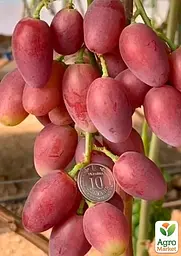 Саджанець Agro-Market Виноград Квазар (надвеликий виноград із солодкою, хрусткою ягодою) 1 шт. в пакуванні (158313) - мініатюра 2